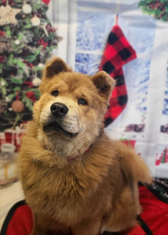 Picture of the Animal Listed